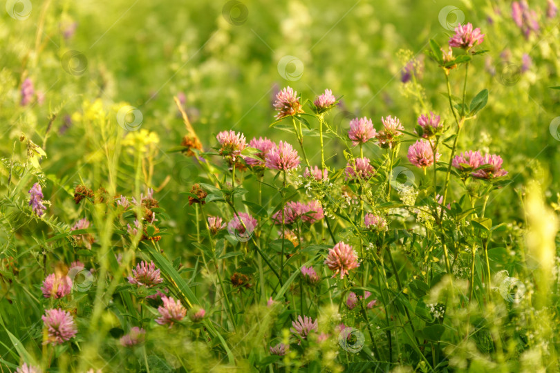 Скачать Цветки фиолетового клевера Trifolium repens.Растение съедобное, лекарственное. Выращивается как кормовое растение фотосток Ozero