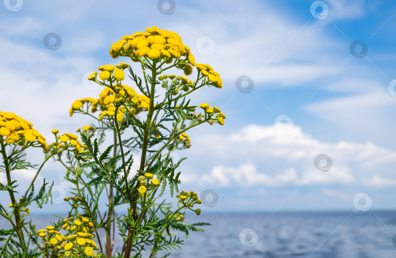 Скачать Лекарственное растение пижма на фоне моря и голубого неба с белыми кочевыми облаками фотосток Ozero
