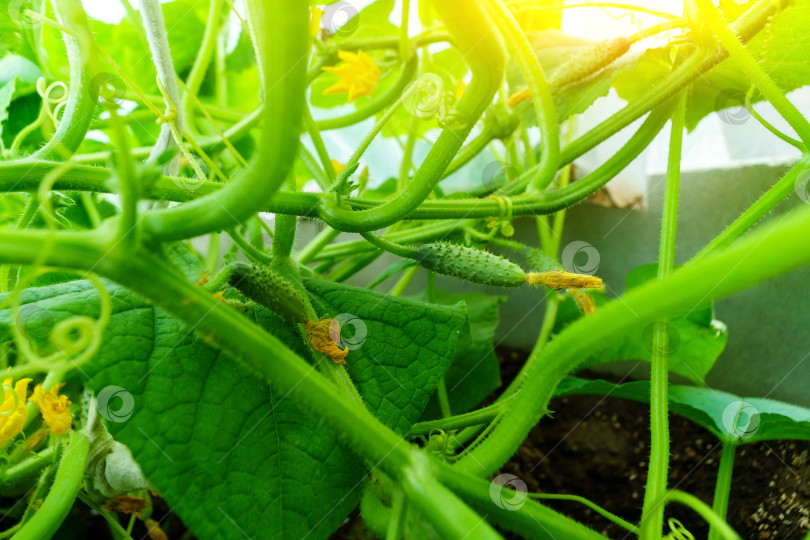 Скачать Свежие огурцы в руке. Сбор урожая органических овощей. фотосток Ozero