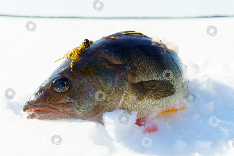 Скачать Рыба-окунь крупным планом на снегу. свежий улов на подледной рыбалке фотосток Ozero