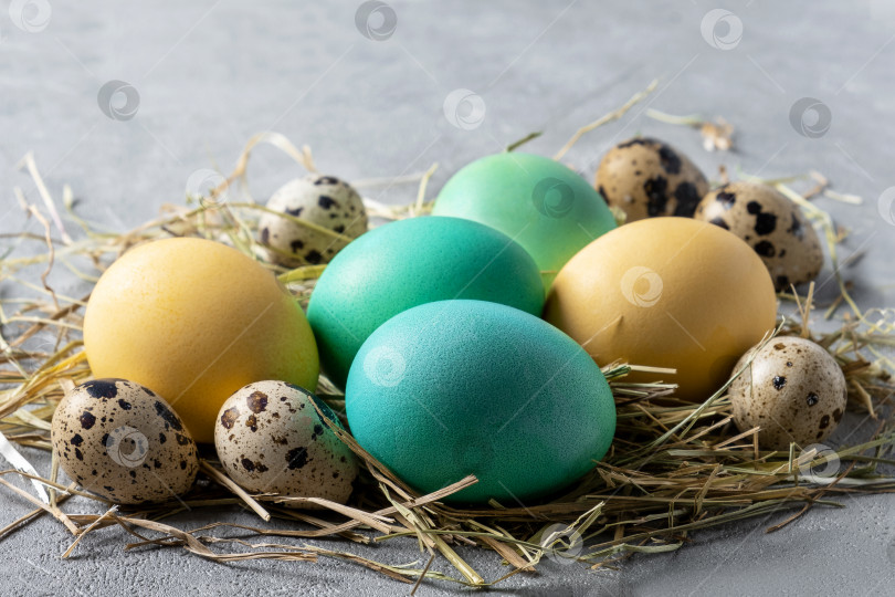 Скачать Стилизованное птичье гнездо с перепелиными и крашеными куриными яйцами. фотосток Ozero