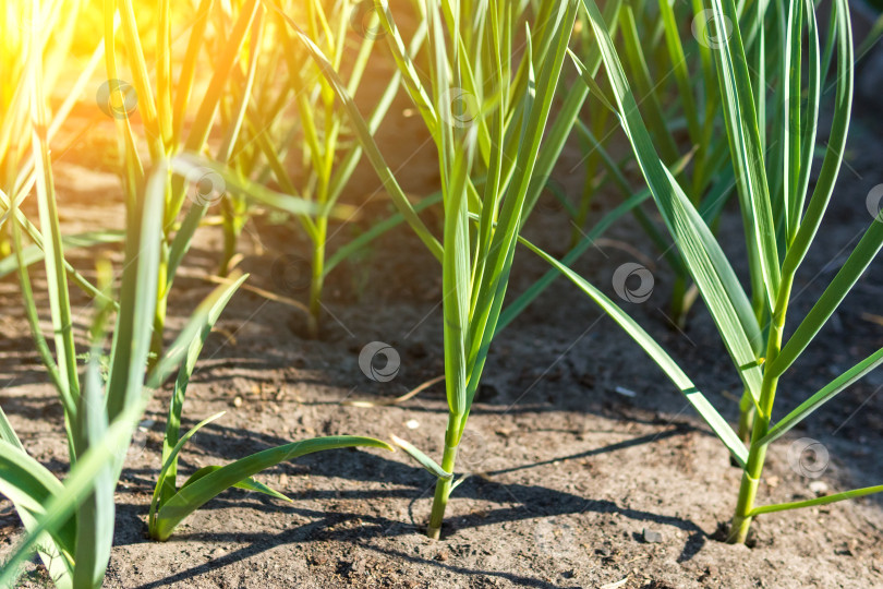 Скачать Молодую рассаду чеснока высаживают на огороде в сельской местности. Чеснок высаживают в грунт. фотосток Ozero
