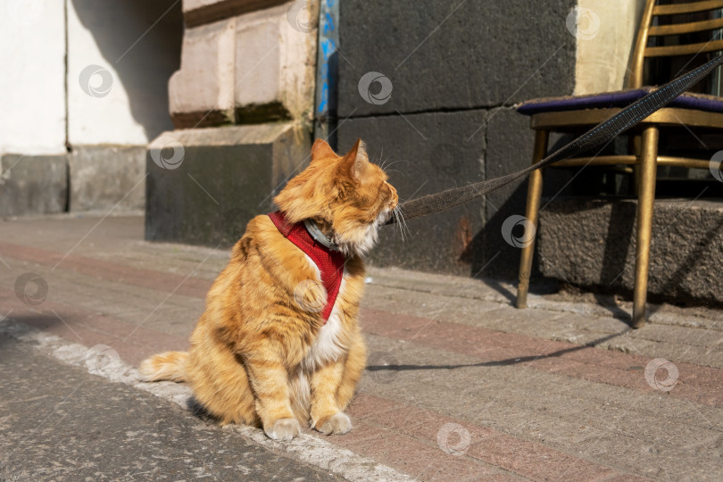 Скачать Домашняя испуганная кошка в шлейке и на поводке сидит на тротуаре фотосток Ozero