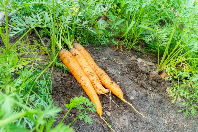 Скачать Выращивание моркови на овощном поле в открытом грунте. Поле для выращивания моркови. Сельскохозяйственная промышленность. фотосток Ozero
