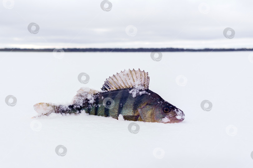 Скачать рыба-окунь лежит на снегу. улов подледной рыбалки. Perca fluviatilis. Пространство для копирования фотосток Ozero