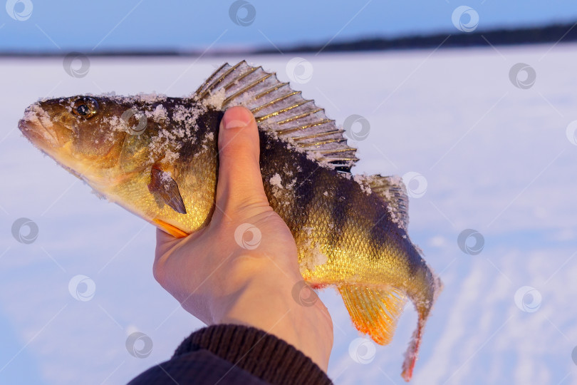 Скачать улов окуня на подледной рыбалке. Свежевыловленный трофей на снежном фоне. фотосток Ozero