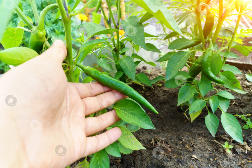 Скачать Рост зеленого перца. Выращивание органических продуктов питания. Сбор урожая перца фотосток Ozero