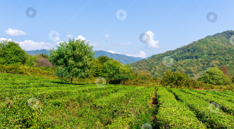 Скачать Ферма зеленого чая на фоне голубого неба. Фон природы. фотосток Ozero