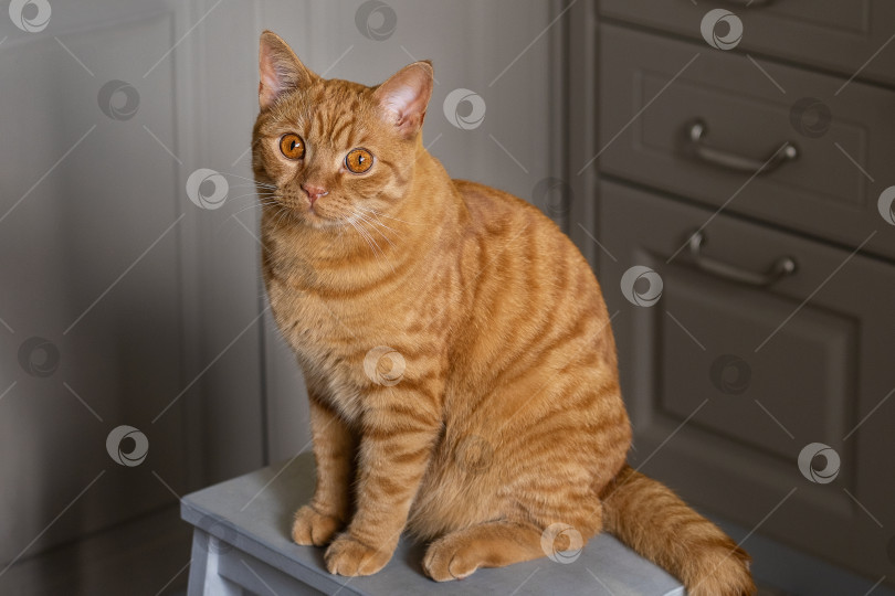 Скачать Большая молодая рыжая полосатая кошка сидит на табурете фотосток Ozero