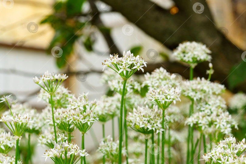 Скачать Распускающееся белыми цветами растение дикого чеснока Allium ursinum. Крупный план. Органическое земледелие, здоровое питание, избирательный подход фотосток Ozero