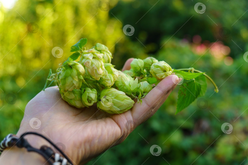 Скачать Сырые цветы хмеля в ручную используются для приготовления высококачественного пива. Избирательный фокус фотосток Ozero