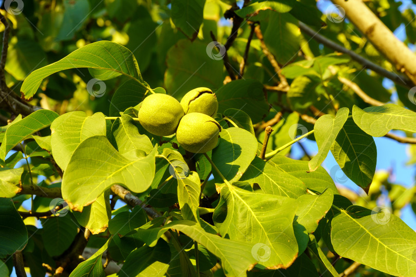 Скачать Грецкий орех - это орех любого дерева рода Juglans семейства Juglandaceae, Juglans regia. фотосток Ozero