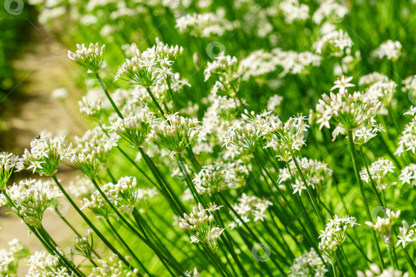 Скачать Распускающееся белыми цветами растение дикого чеснока Allium ursinum. Крупный план. Органическое земледелие, здоровое питание, избирательный подход фотосток Ozero
