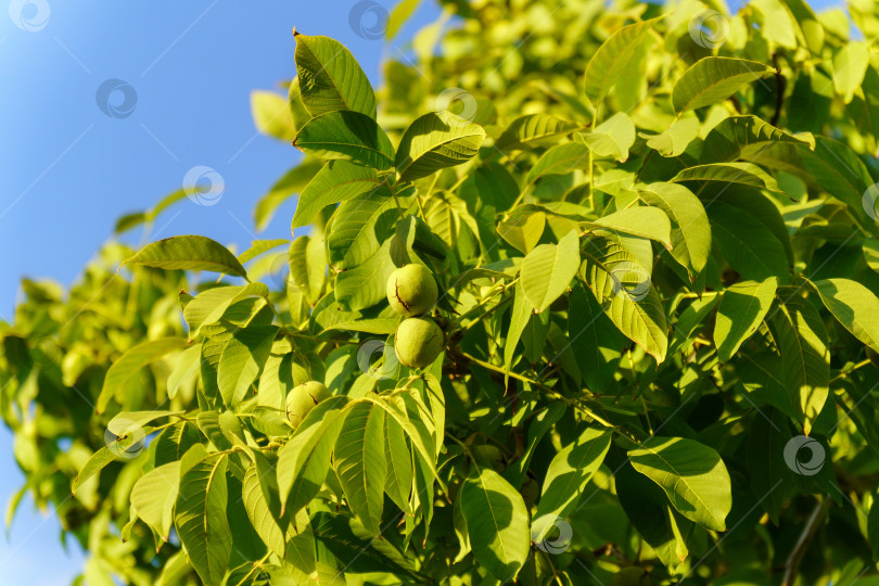 Скачать Грецкий орех - это орех любого дерева рода Juglans семейства Juglandaceae, Juglans regia. фотосток Ozero