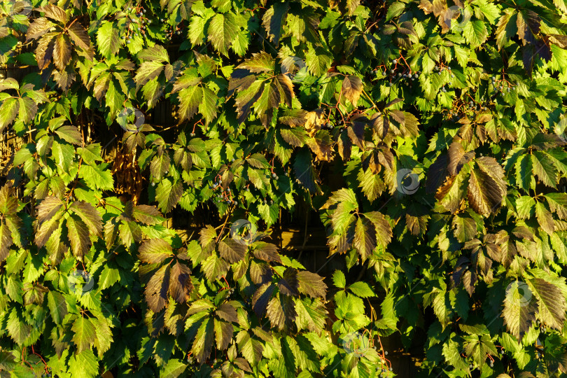 Скачать Зеленые листья первого пятилистного винограда Parthenocissus kinguefolia закрываются в солнечный день. фотосток Ozero