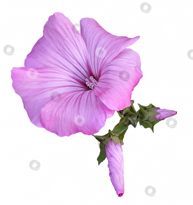 Скачать Розовый цветок лаватеры с двумя бутонами. PNG фотосток Ozero