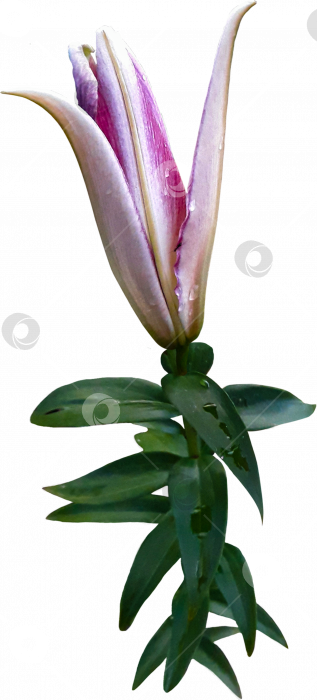 Скачать Полуоткрытый цветок розовой лилии на стебле крупным планом на прозрачном фоне, PNG фотосток Ozero