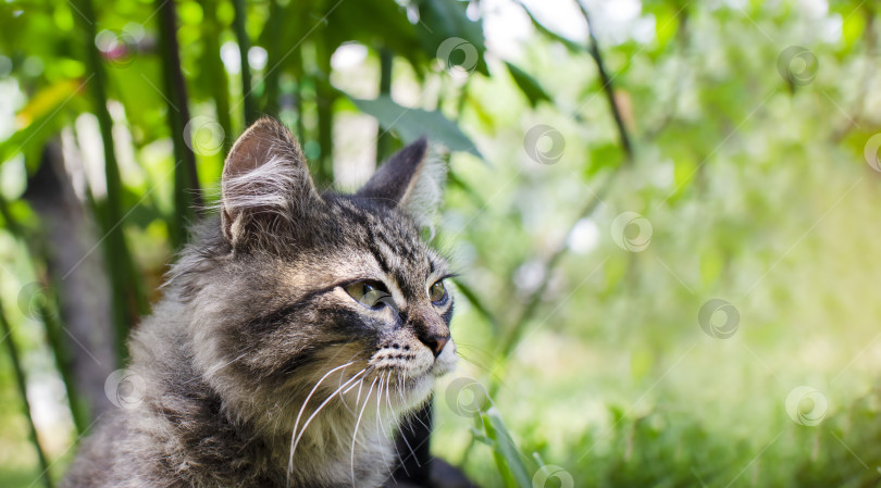 Скачать Портрет кошки на зеленом летнем несфокусированном фоне с пространством для копирования текста фотосток Ozero