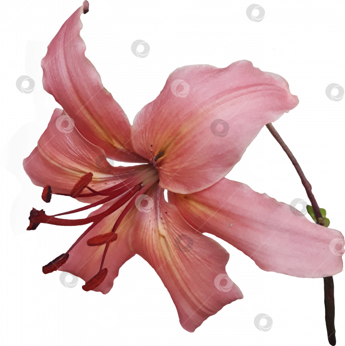 Скачать Кремово-розовый цветок лилии с тычинками на прозрачном фоне. PNG фотосток Ozero