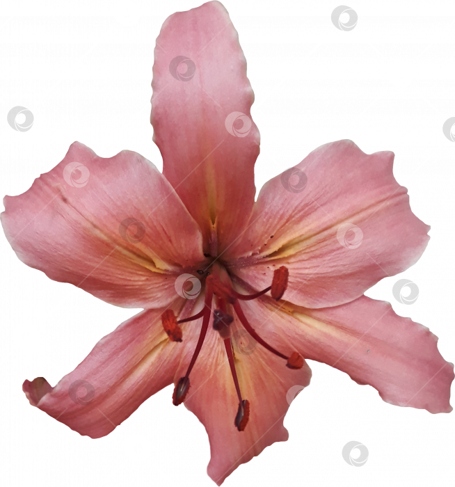 Скачать Кремово-розовый цветок лилии с тычинками на прозрачном фоне. PNG фотосток Ozero