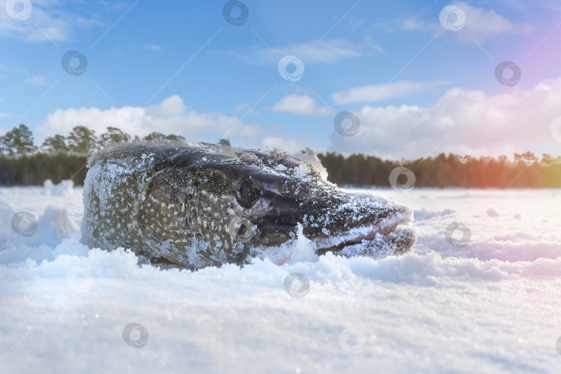 Скачать Крупная щука зимой крупным планом. Подледная рыбалка лежа на снегу. Рыболовный трофей. Пространство для копирования фотосток Ozero