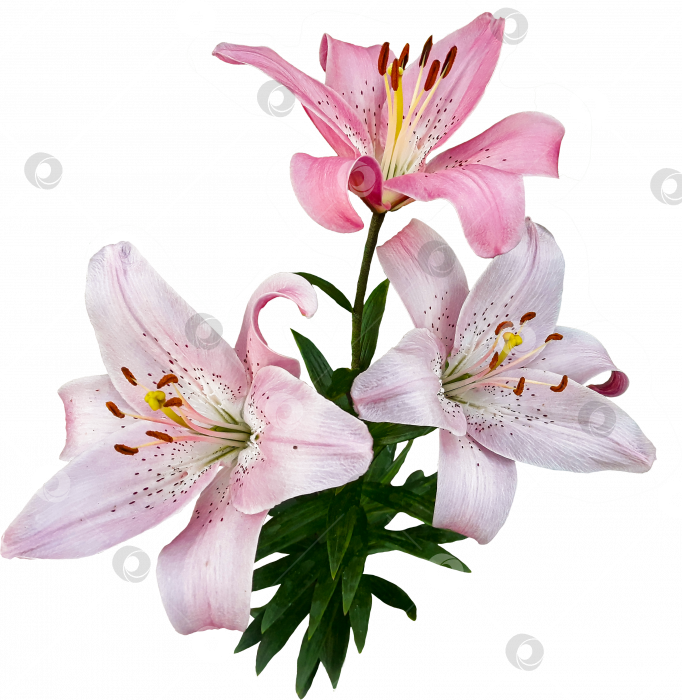 Скачать Розовые цветы лилии на стебле крупным планом на прозрачном фоне. PNG фотосток Ozero