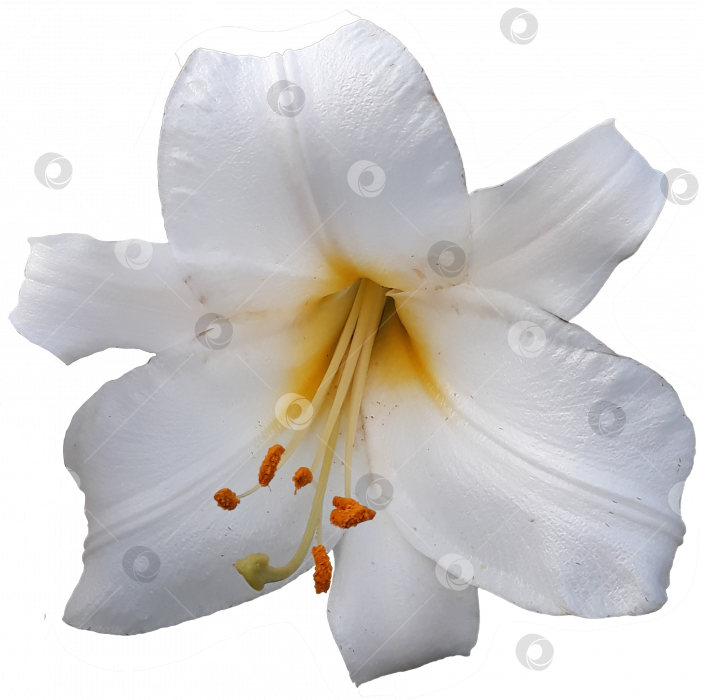 Скачать Белый роскошный цветок лилии крупным планом на прозрачном фоне. PNG фотосток Ozero