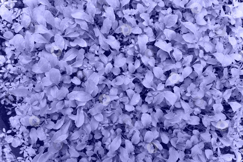 Скачать Фиолетовые листья салата руккола - трендовый цвет 2022 года. Цвет 2022 года Очень скоро фотосток Ozero
