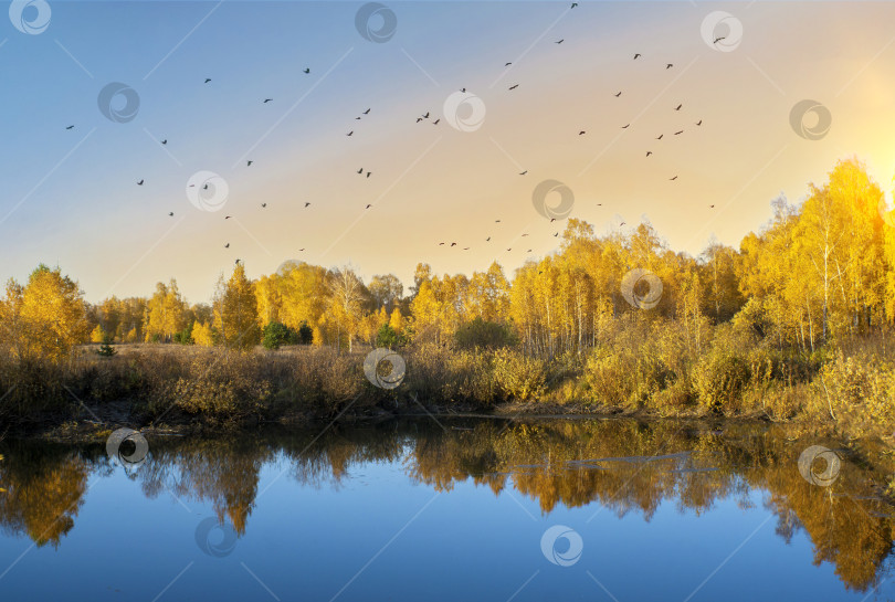 Скачать Осенний пейзаж лесного озера, птицы, летящие на юг. Пространство для копирования фотосток Ozero
