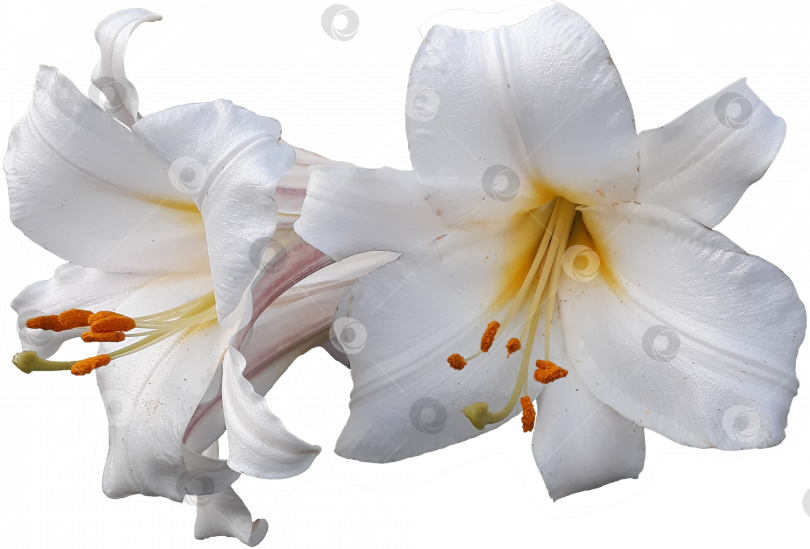 Скачать Два цветка белой роскошной лилии крупным планом на прозрачном фоне. PNG фотосток Ozero