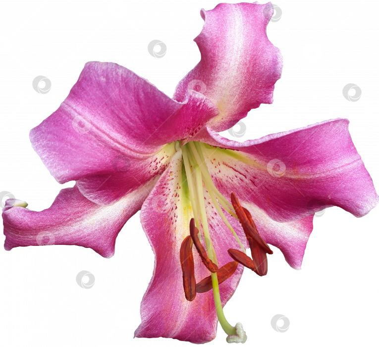 Скачать Большая розовая лилия на прозрачном фоне. PNG фотосток Ozero