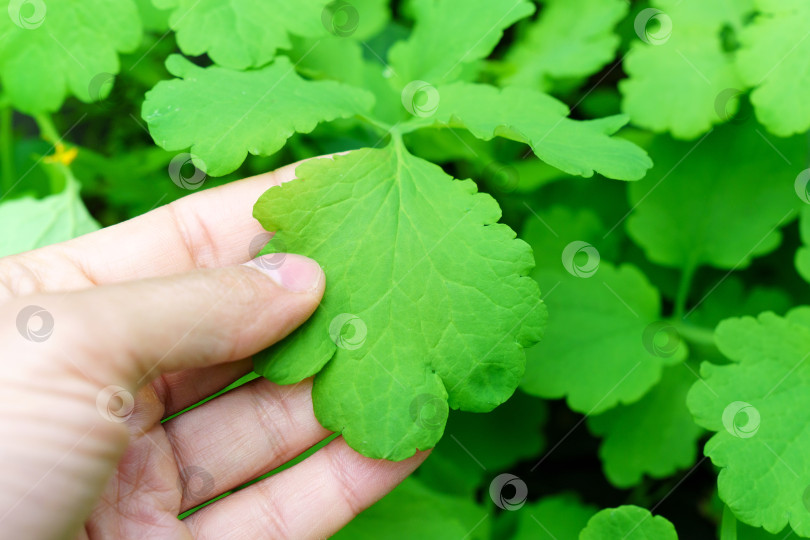 Скачать Листья Chelidonium majus также известны как чистотел большой. Концепция растительного лекарственного средства. Избирательный фокус фотосток Ozero