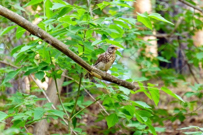 Скачать Певчий дрозд Turdus philomelos - маленькая и красивая птичка из семейства турдовых. Избирательный фокус фотосток Ozero