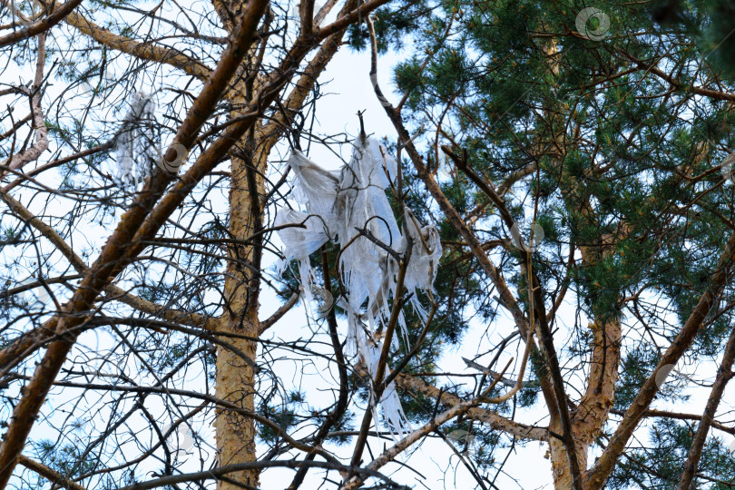 Скачать пластиковый пакет запутался в ветвях дерева. Экология, свобода от пластика фотосток Ozero