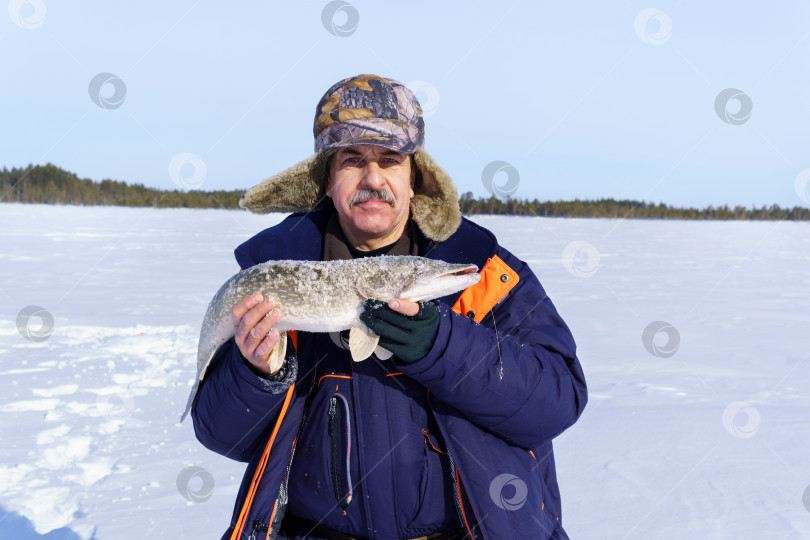 Скачать Зимняя рыбалка, рыбак держит трофейную щуку Esox lucius. место для копирования текста фотосток Ozero