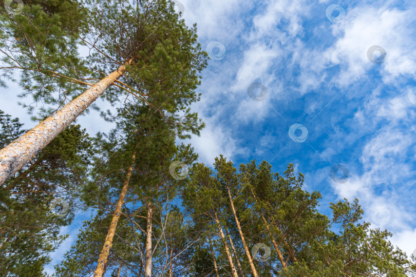 Скачать Зеленые кроны деревьев смотрят снизу в небо. Альбомная ориентация, пространство для копирования текста фотосток Ozero