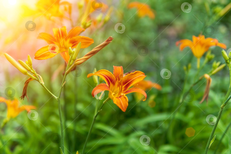 Скачать Оранжевая лилия Lilium bulbiferum, также известная как Огненная лилия. крупный план. декор сада и загородного дома фотосток Ozero