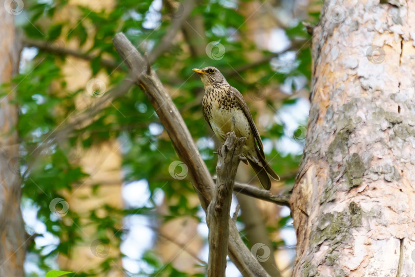 Скачать Полевая птица Turdus pilaris сидит на ветке дерева. Крупный план. Птица семейства дроздовых Turdidae фотосток Ozero