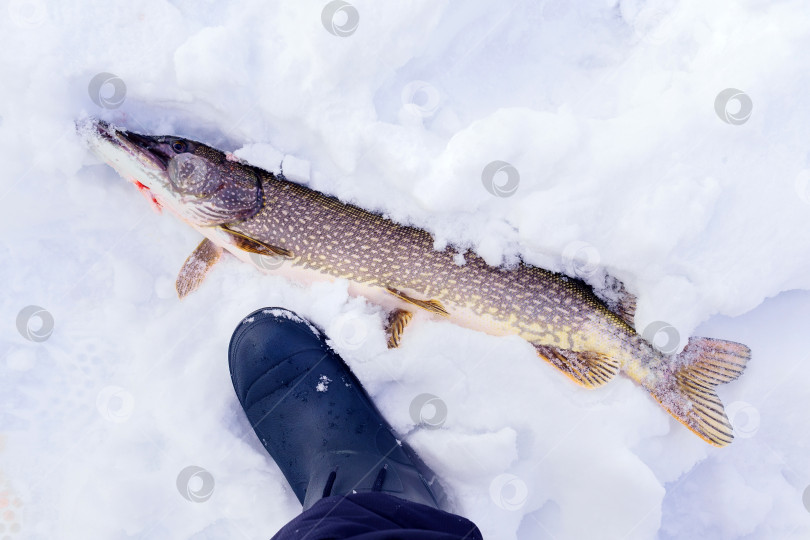 Скачать северная щука Esox lucius поймана во время подледной ловли лежа на снегу. Рыболовный трофей фотосток Ozero