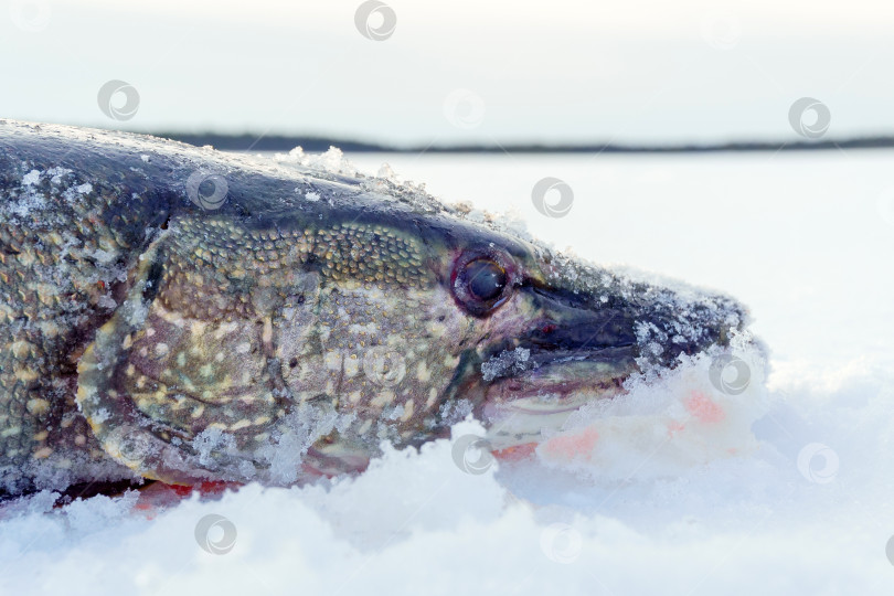 Скачать Крупная северная щука Эзокс Люциус. зимняя рыбалка. Рыболовный трофей фотосток Ozero