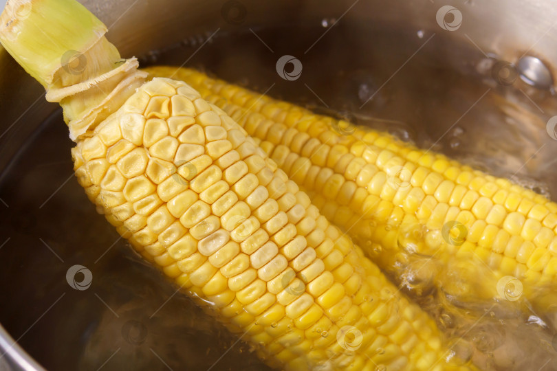 Скачать Желтая вареная молодая кукуруза. Кастрюля с кукурузными початками. Крупный план фотосток Ozero