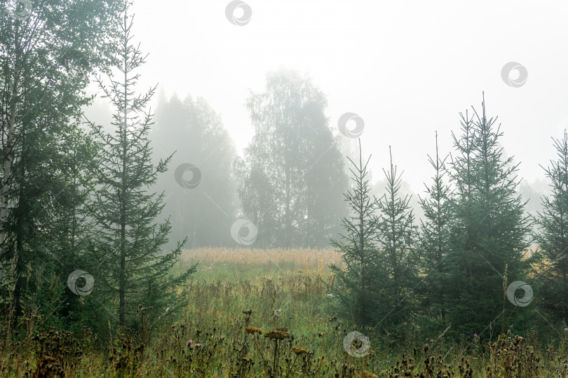 Скачать поляна в диком лесу в утренней дымке фотосток Ozero