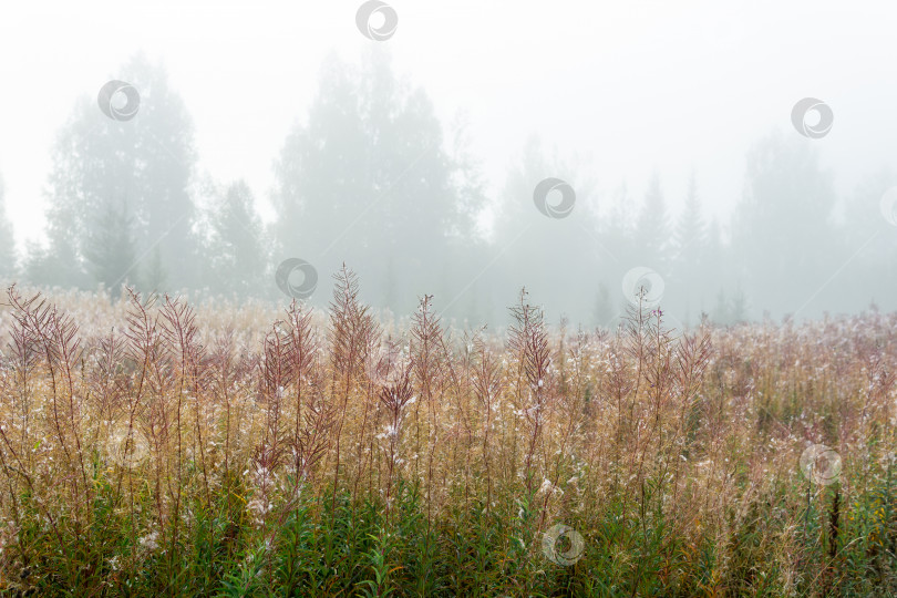 Скачать осенняя лесная поляна в утреннем тумане фотосток Ozero