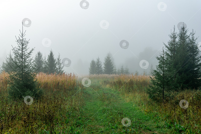 Скачать дикий лесной луг в утренней дымке фотосток Ozero