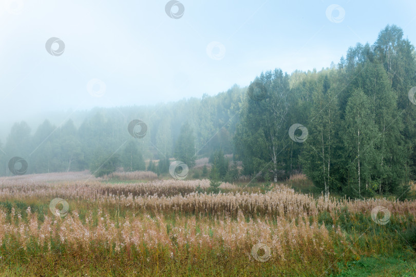 Скачать осенний природный дикий пейзаж в утреннем тумане фотосток Ozero