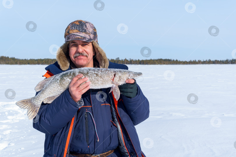 Скачать Рыбак, взрослый самец, зимой держит трофейную щуку Esox lucius. место для копирования текста фотосток Ozero