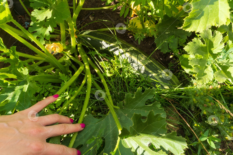 Скачать Фермер в саду собирает кабачки, свежие фермерские овощи, урожай на органической ферме фотосток Ozero
