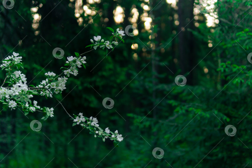 Скачать задний план - цветущая ветка яблони на фоне утреннего хвойного леса фотосток Ozero