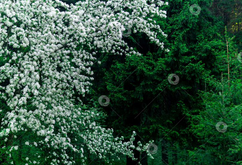 Скачать задний план - цветущая яблоня на фоне хвойного леса фотосток Ozero