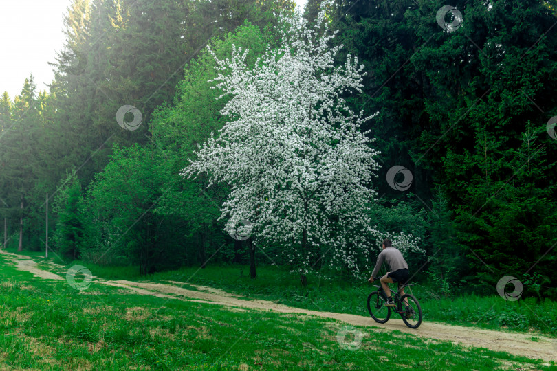 Скачать утренняя велосипедная прогулка по лесной тропинке фотосток Ozero